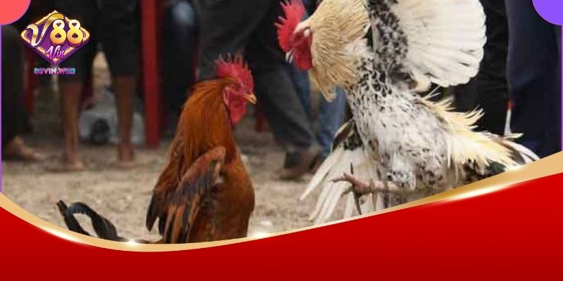 Đá Gà C1 88vin – Sân Chơi Đẳng Cấp Cho Những Trận Đấu Gay Cấn 3 Mẹo cược đá gà C1 chuẩn cao thủ