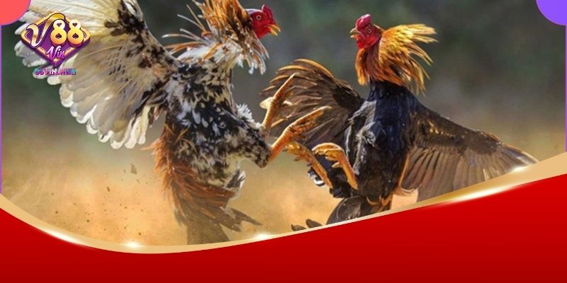 Luật Đá Gà Miền Bắc 88vin – Tìm Hiểu Quy Tắc Và Cách Đặt Cược Chuẩn Nhất 2 Khám phá luật đá gà miền Bắc 88Vin