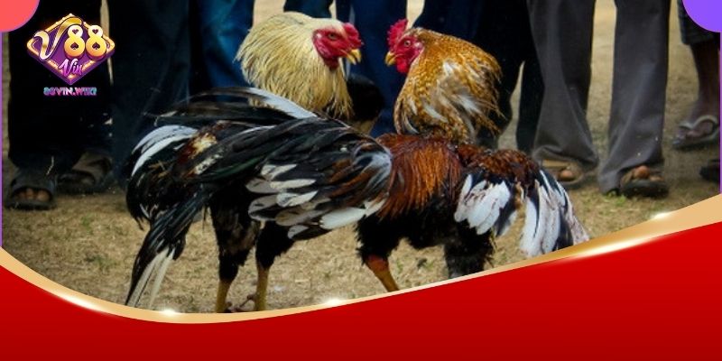 Luật Đá Gà Miền Bắc 88vin – Tìm Hiểu Quy Tắc Và Cách Đặt Cược Chuẩn Nhất 3 Xem đá gà trực tiếp chất lượng cao